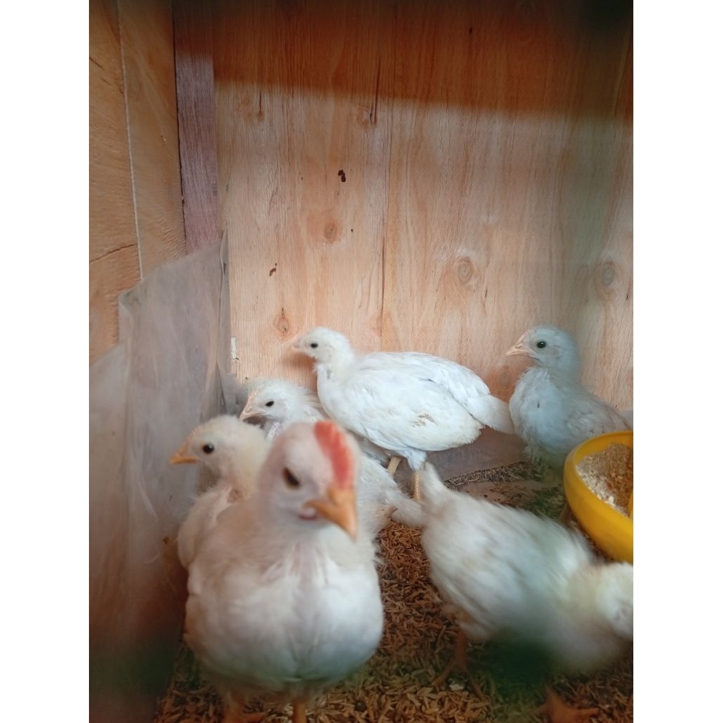 Ayam white leghorn