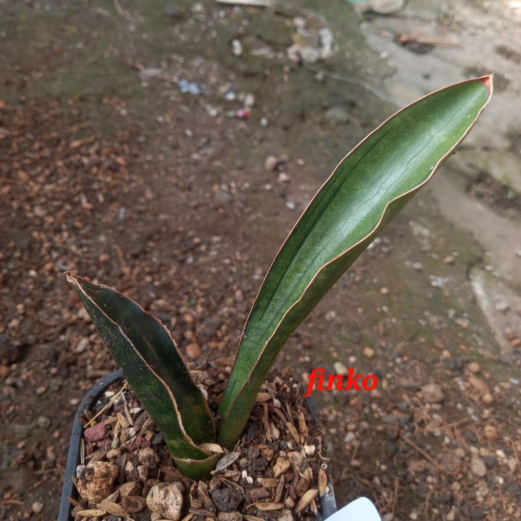 sansevieria sinus simiorum Juan chahinian