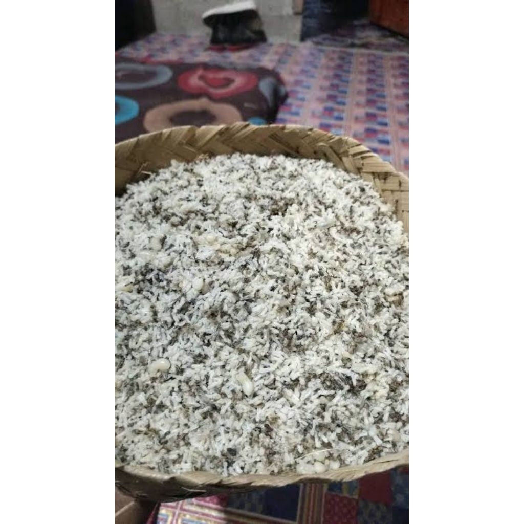 kroto telur semut fress