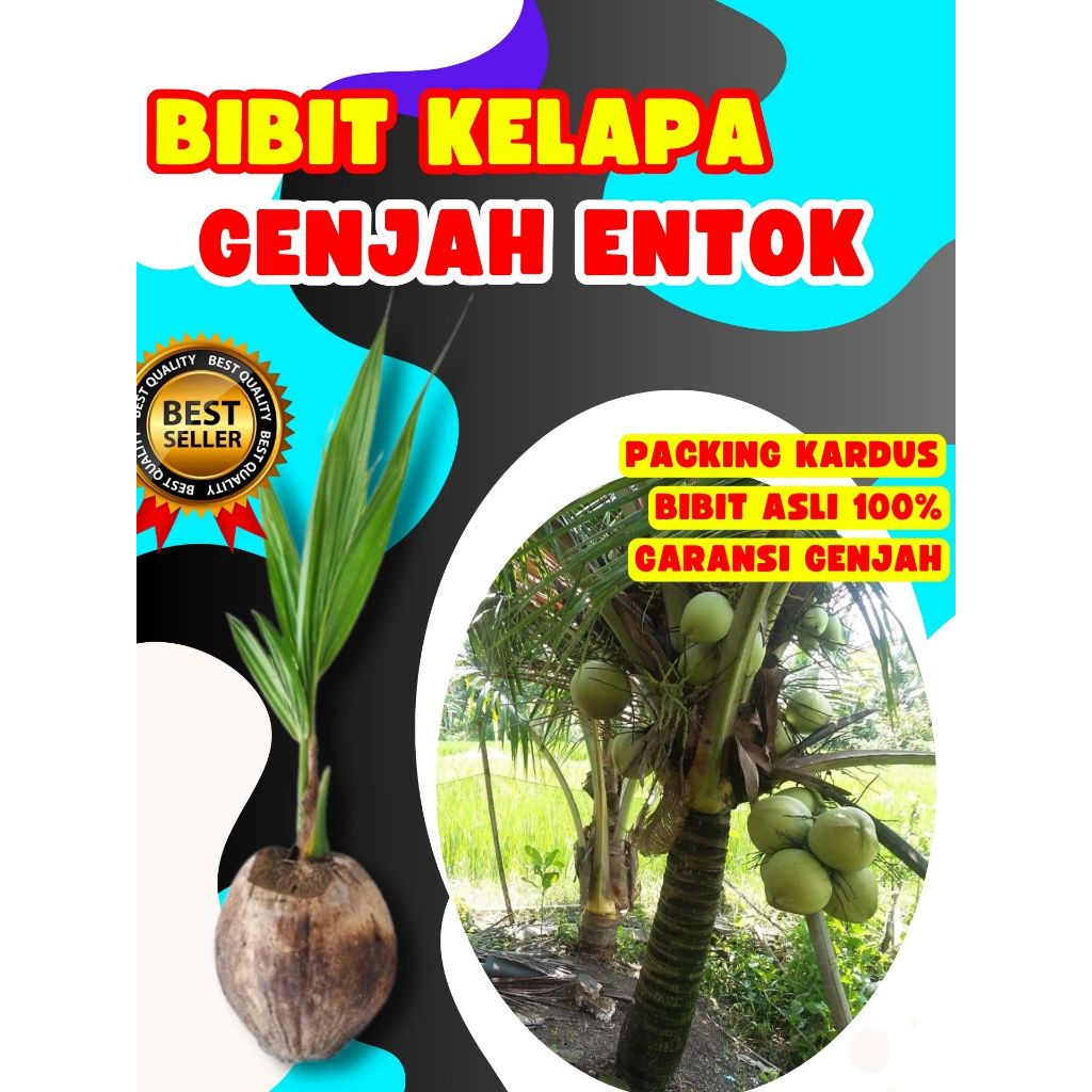 TERJAMIN  Bibit Kelapa Genjah Entok Bersertifikat, Bibit Kelapa Genjah Entok Kebumen