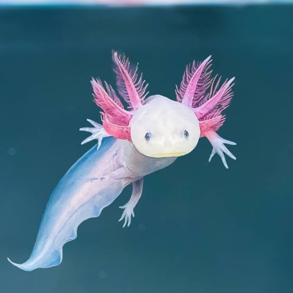 miniatur aquarium, axolotl leucistic 10cm