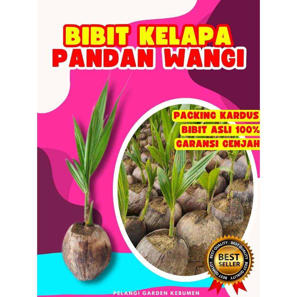 TERLARIS  Pohon Kelapa Pendek Terdekat, Pohon Kelapa Pendek Unggul