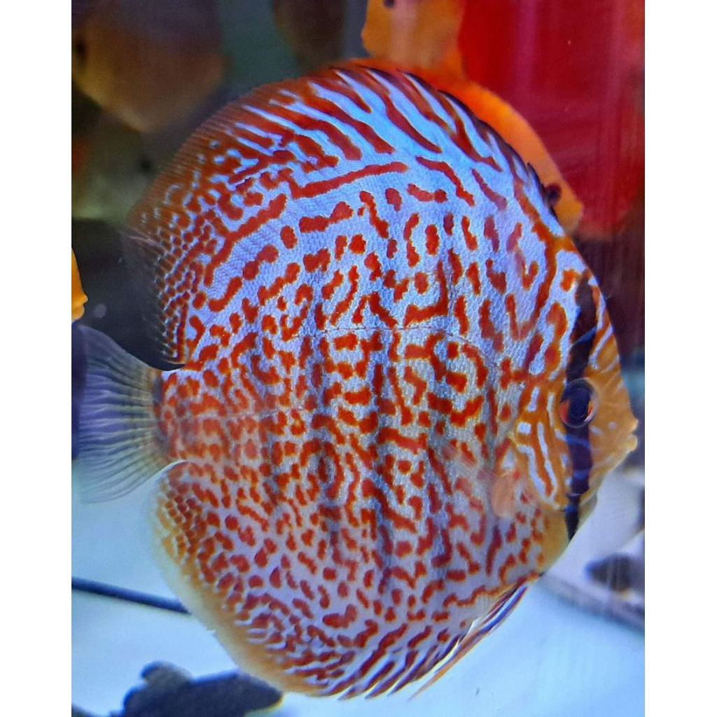 Discus aquascape Leopard ikan hias aquarium