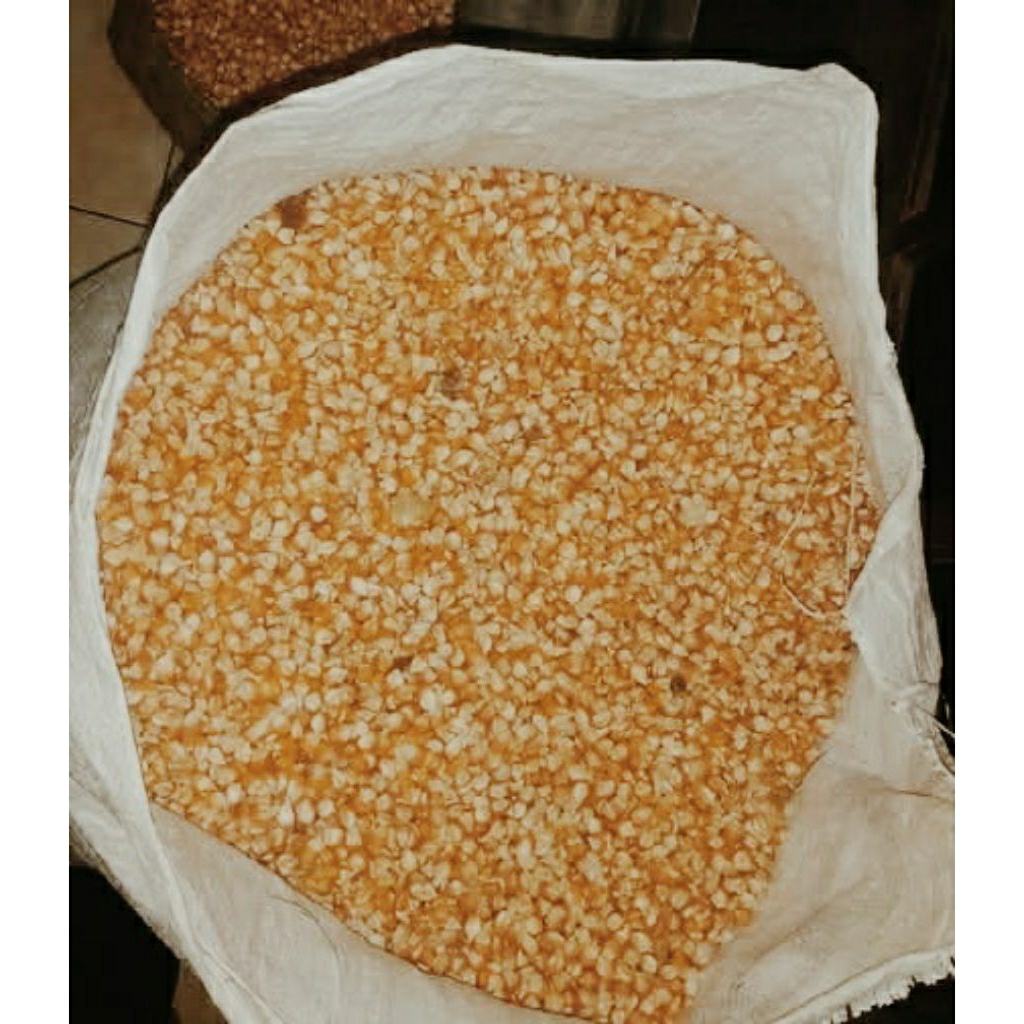 jagung pipil pakan ternak
