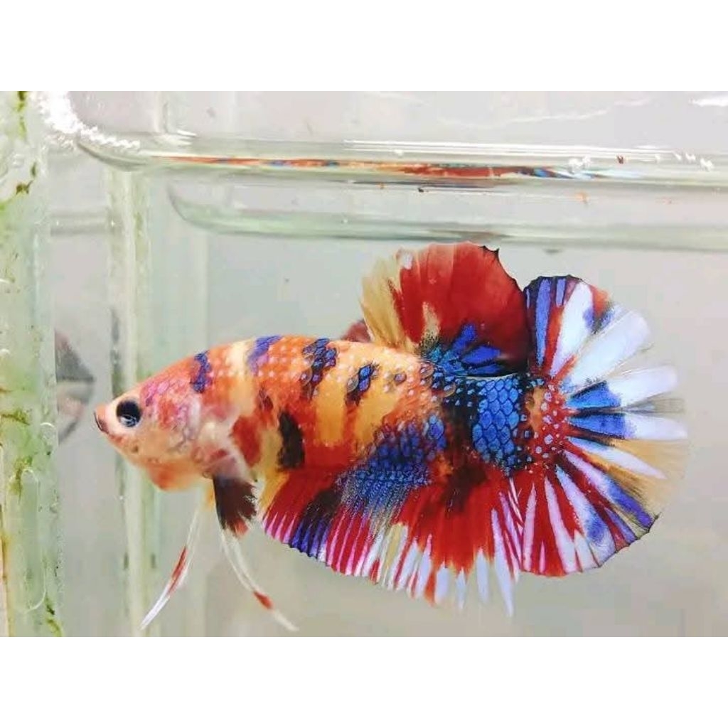 ikan cupang male random ikan cupang jantan random hiasan kamar hiasan aquarium hiasan aesthetic hias