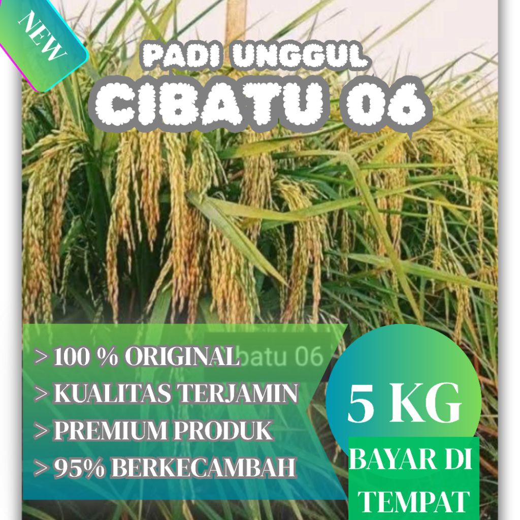 Benih padi cibatu 06 5kg pulen tahan wereng