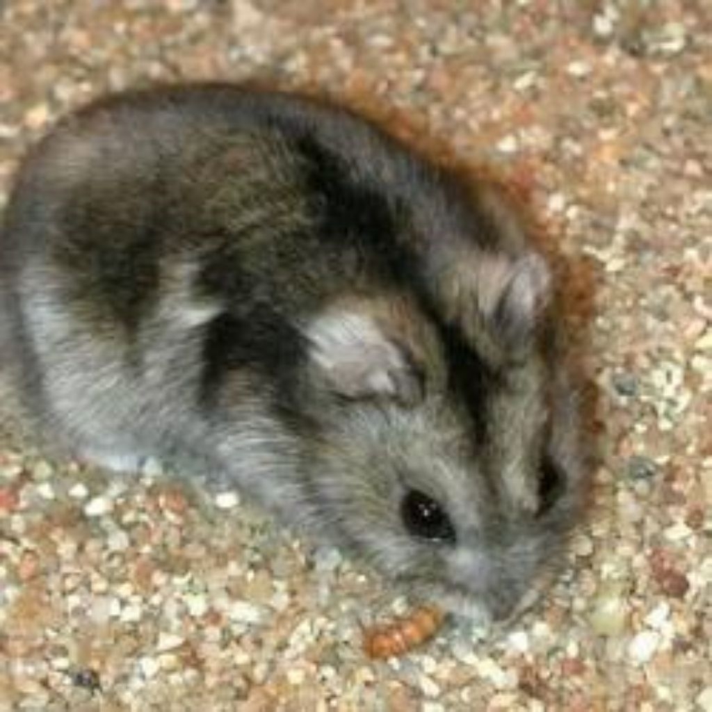 hamster Campbell