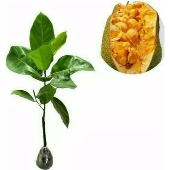 bibit cempedak guling okulasi