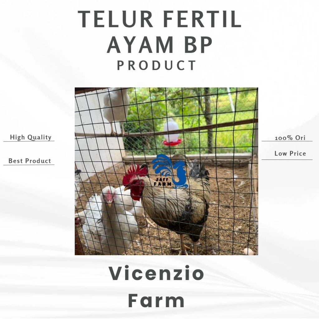 Telur Fertil Ayam BP3