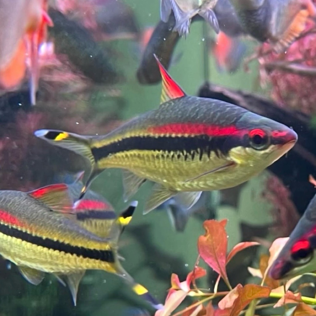 Pontius denisoni barb isi 3pcs hiasan pelengkap aquarium cantik