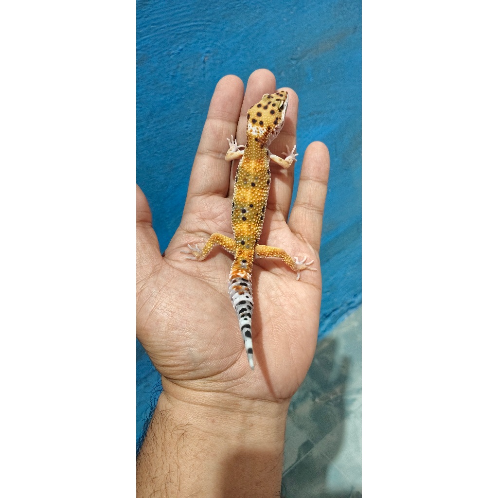 Mainan Leopard Gecko Emerine