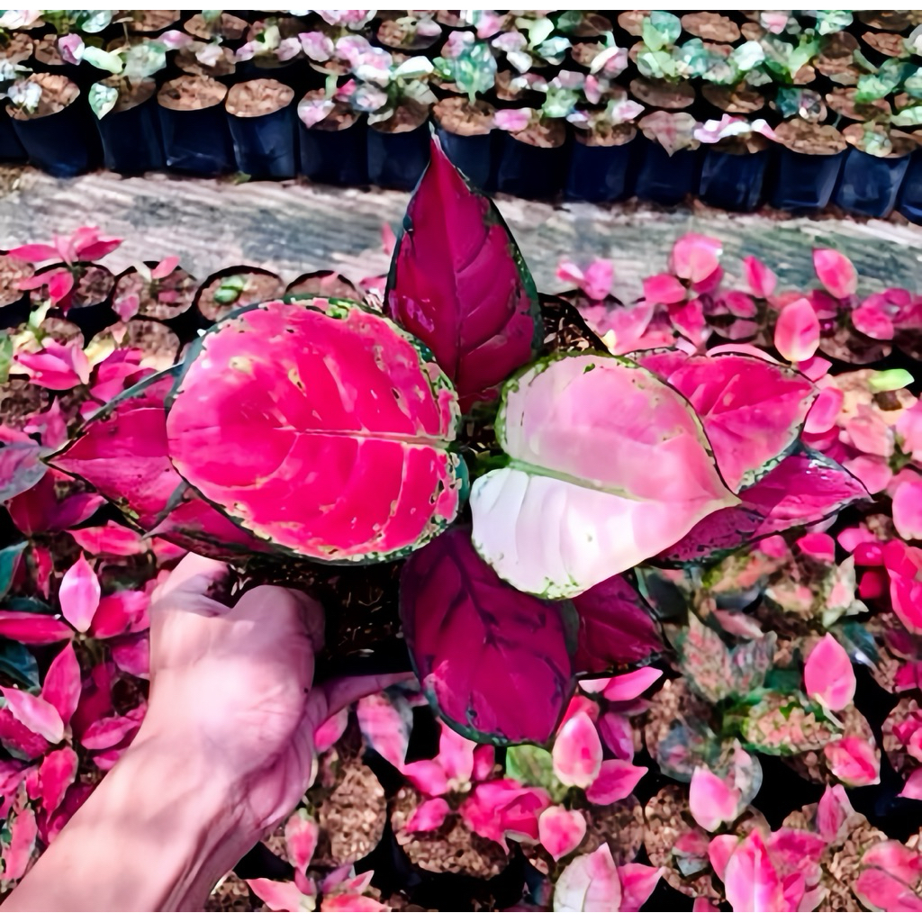 AGLONEMA RED ANJAMANI LOKAL SUPER MERAH