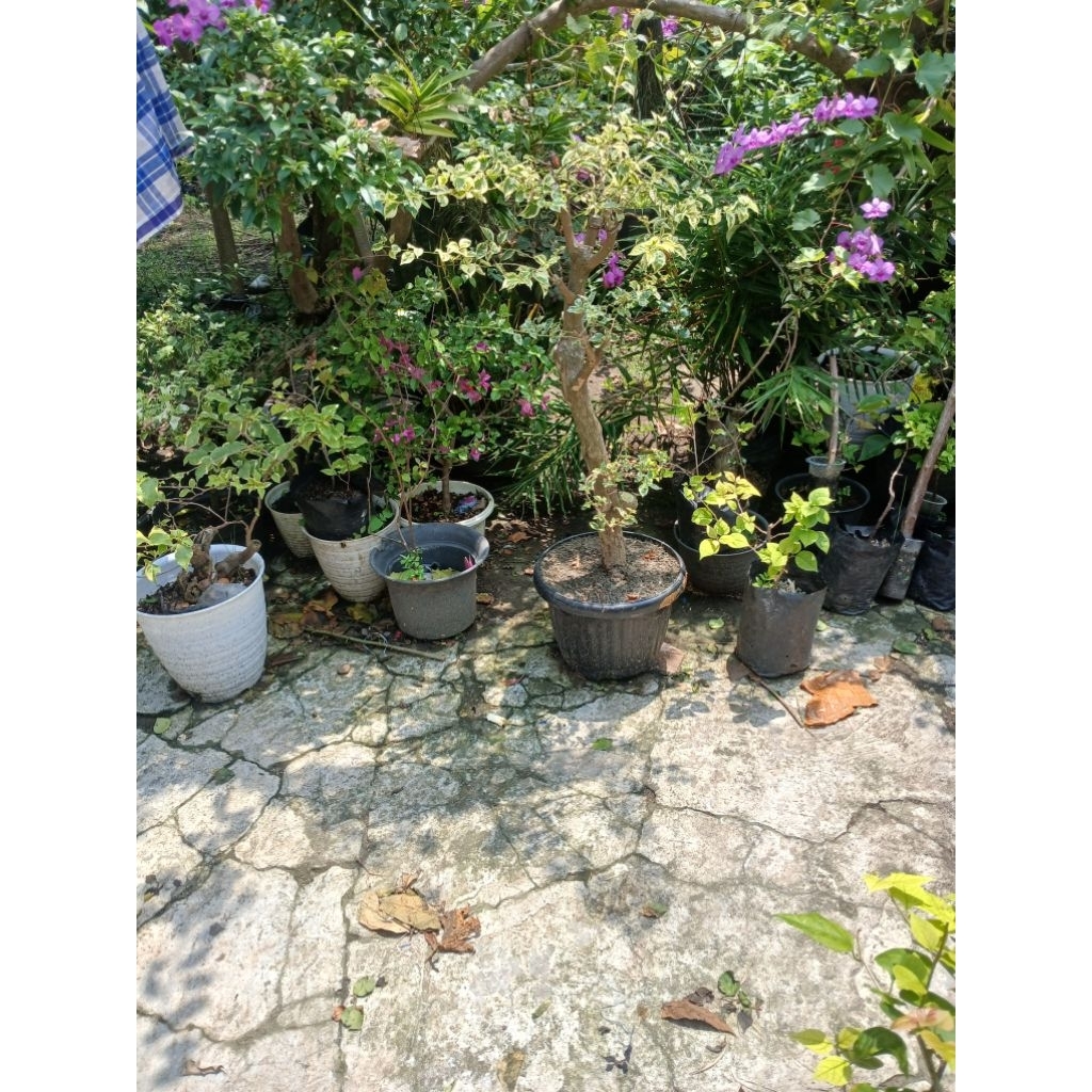 Bonggol bugenvil
