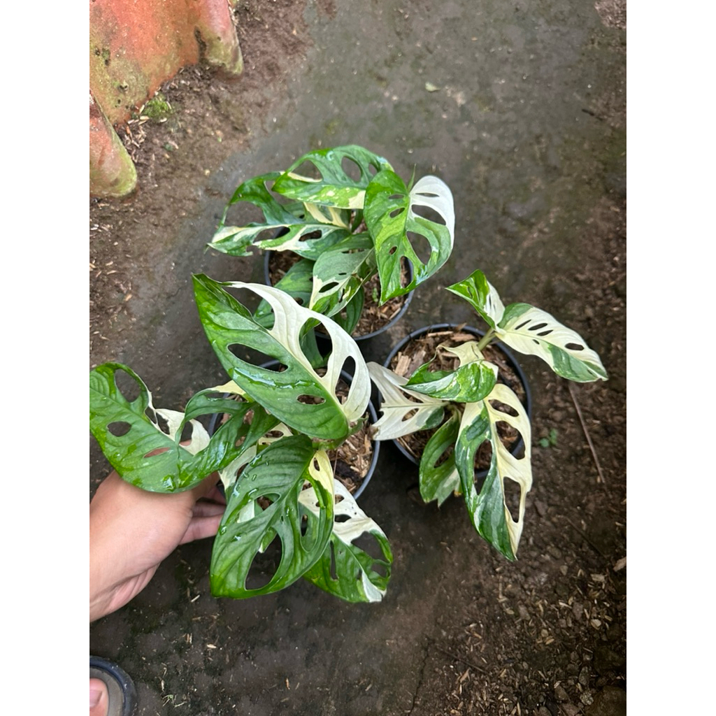 Tanaman Hias Monstera Janda Bolong Variegata jepang /   Janda Bolong Var Jepang / Janda Bolong Acumi