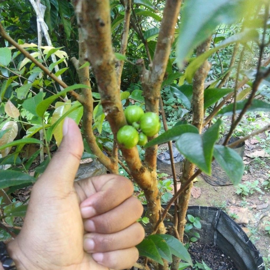 ANGGUR BRAZIL ESCARLATE Berbuah Sesuai Foto