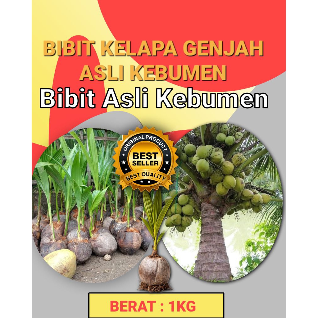 HARGA PARTAI  Pohon Buah Kelapa Pendek Berbuah Lebat