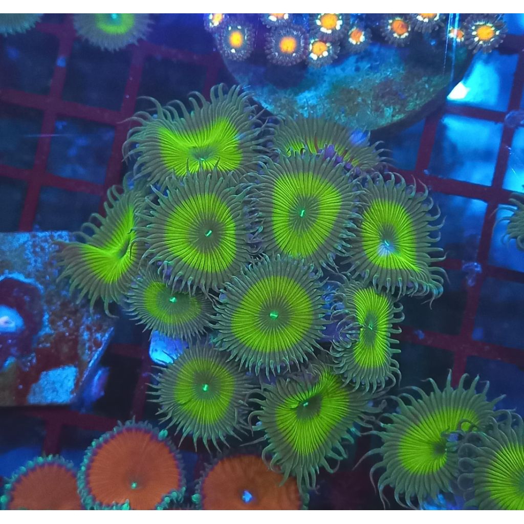 zoa captain jerk frag