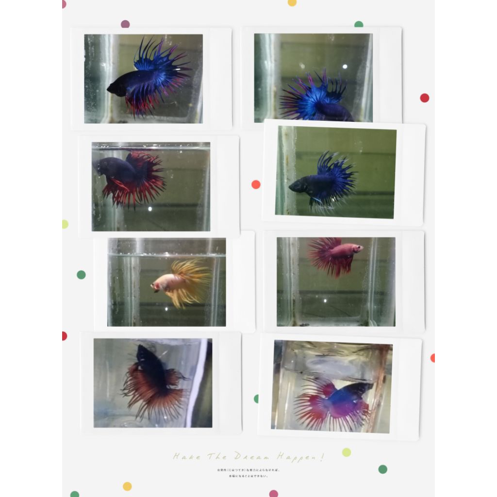CUPANG CROWNTAIL