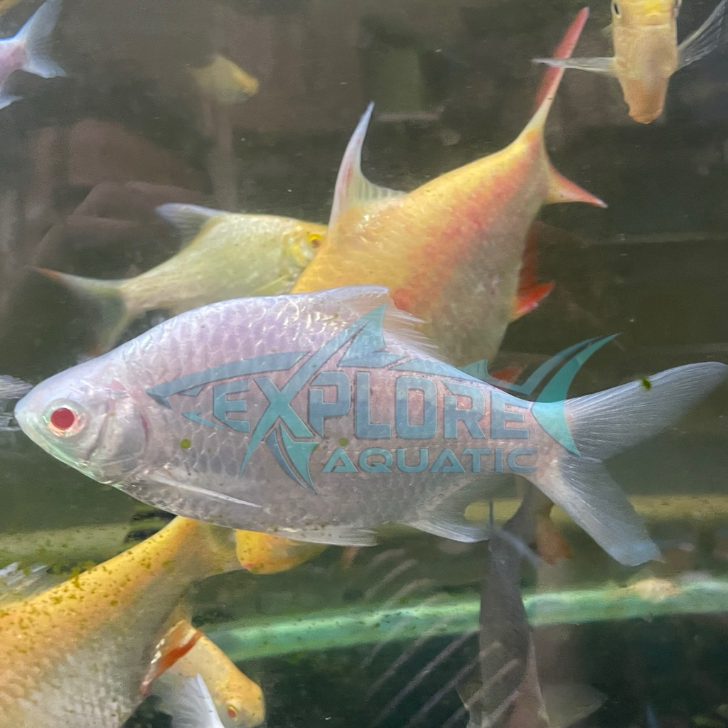 Kaviat Platinum 17cm - Ikan Hias Pembersih Kotoran Aquarium Kolam