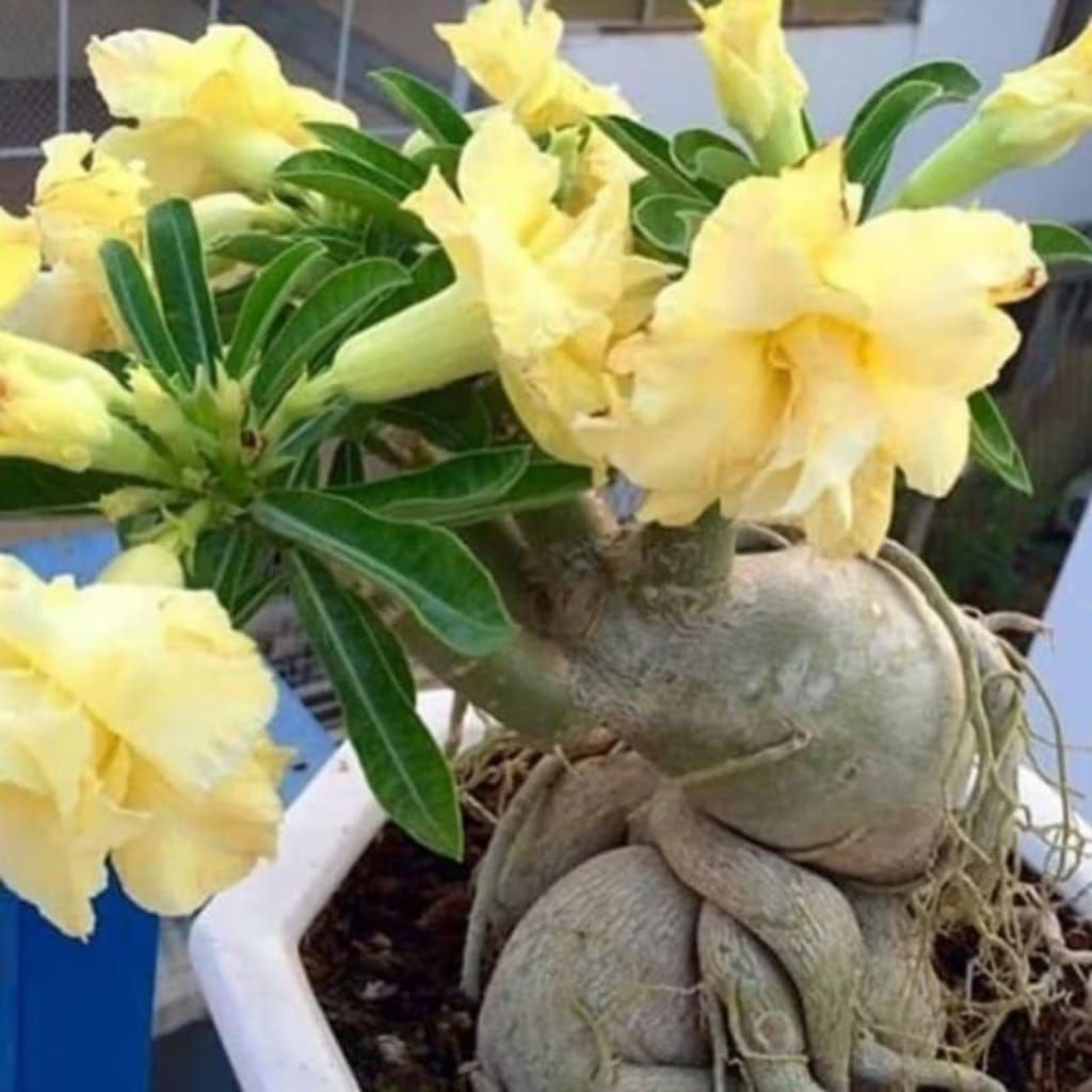 Tanaman hias adenium Kamboja jepang bunga warna tumpuk kuning cantik
