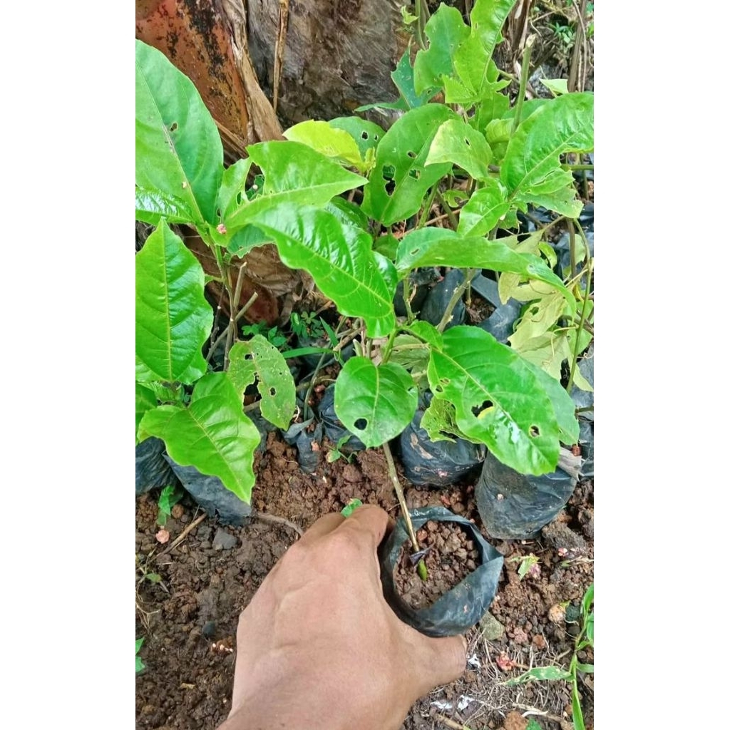 bibit markisa madu