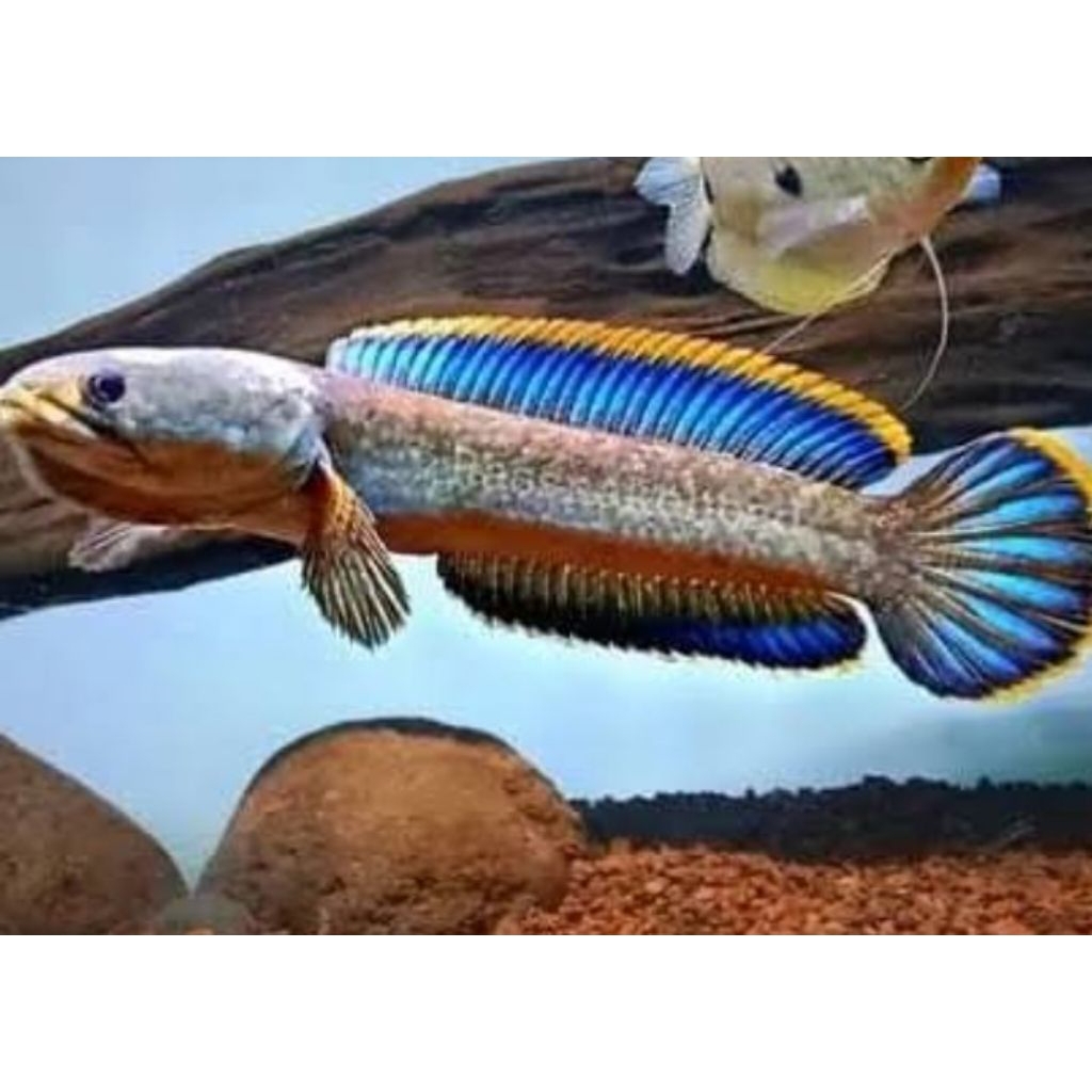 limbata. cb full pelet berkualitas 10-16cm