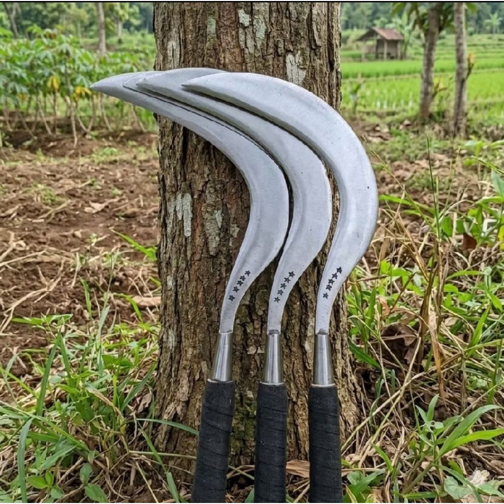 Promo Produk Populer Sabit Padi Rumput Cab Bintang Lima Khas Madura