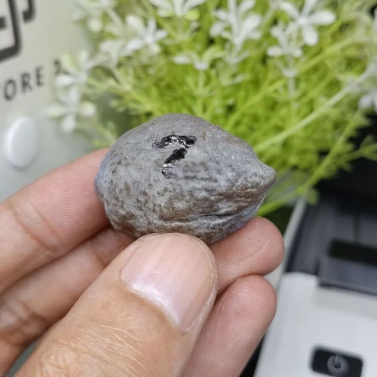 Muncang Adu Yanti Denpom Jr kode 7