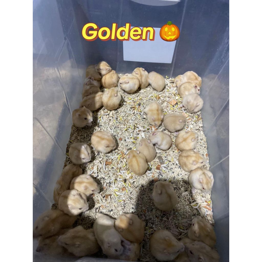 Hamster Winter White Golden Indukan Usia 4 - 5 Bulan Siap Kawin