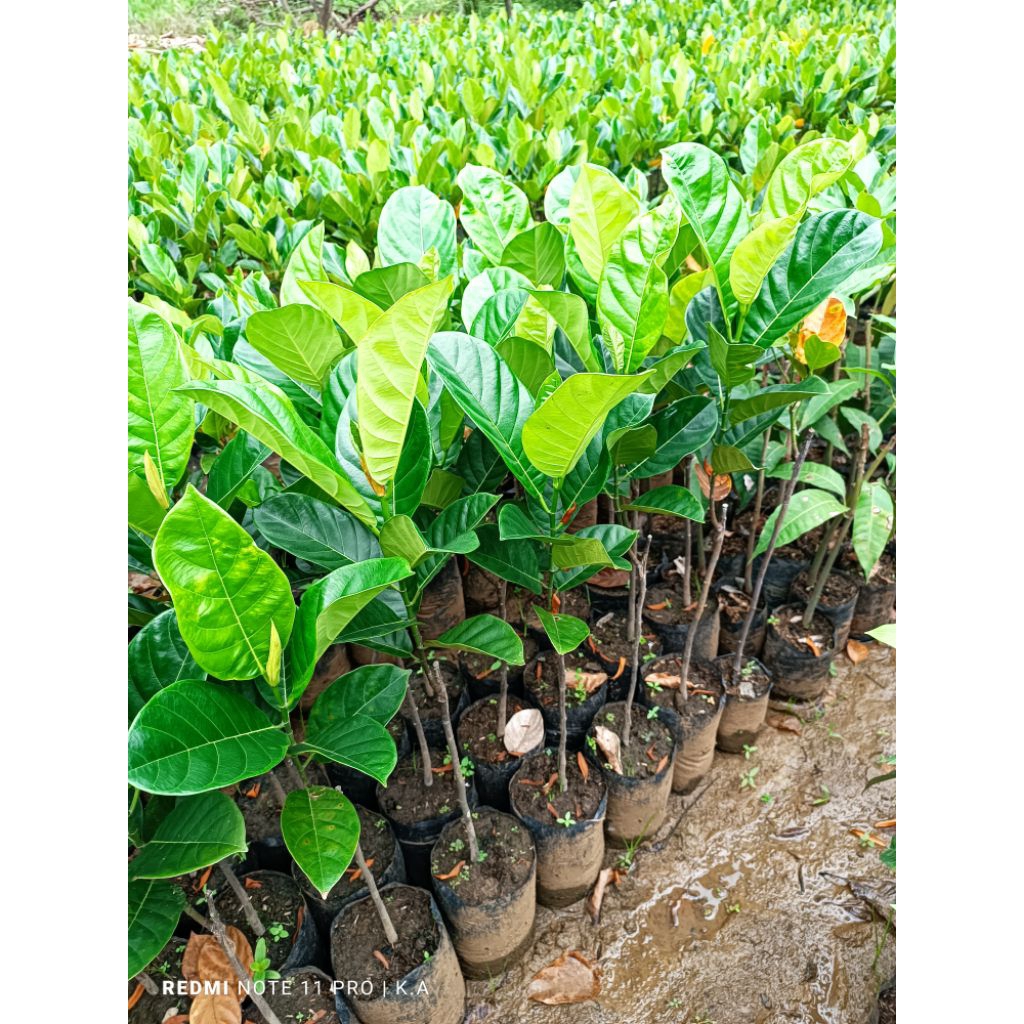 bibit nangkadak, cempedak madu