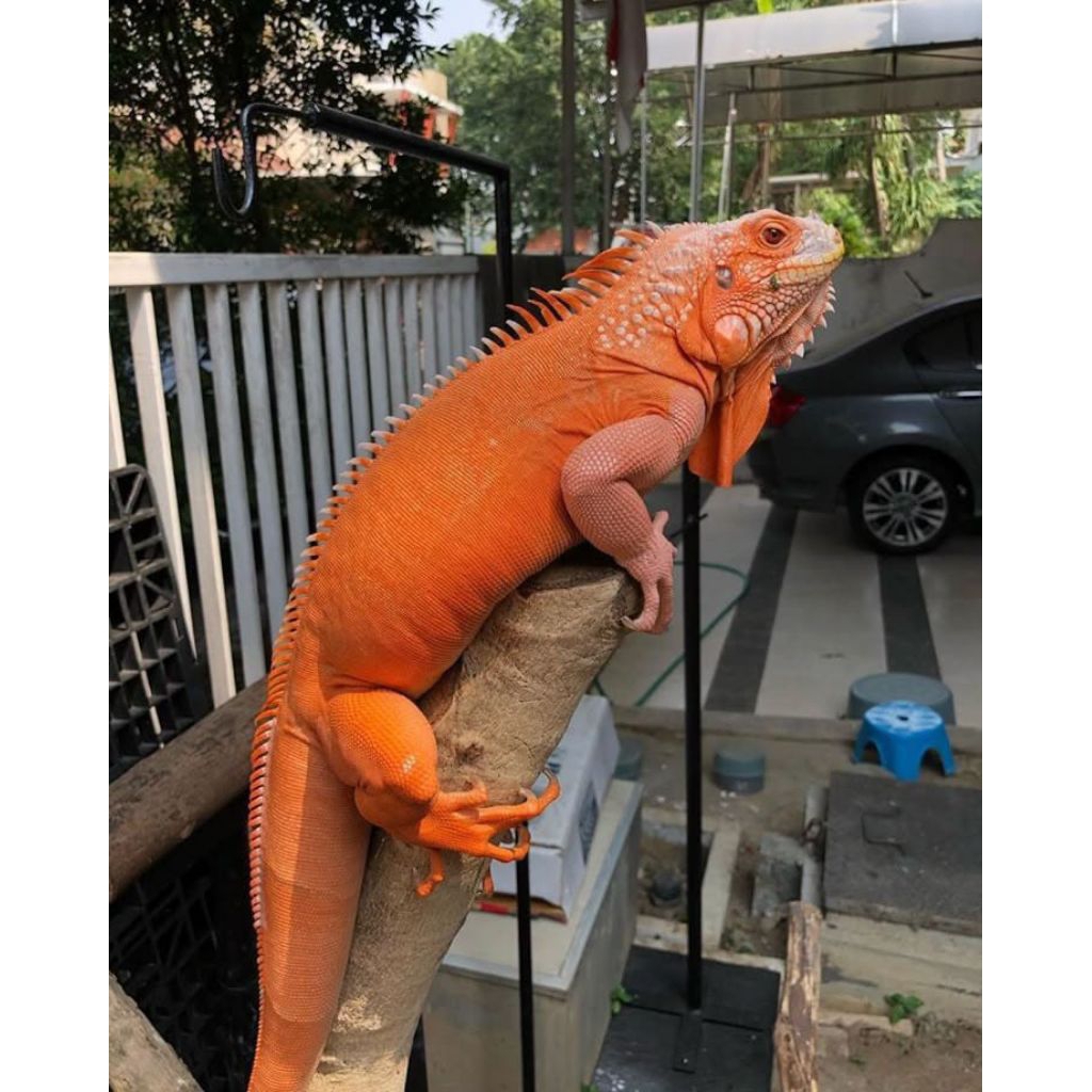 Mainan Iguana / Baby Super Red / Baby Iguana Super Red