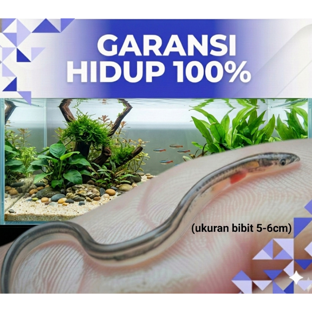 Bibit ikan Sidat Grade A Hidup Berkualitas - Benih ikan sidat Siap Budidaya Di Aquarium Terpal Tanah