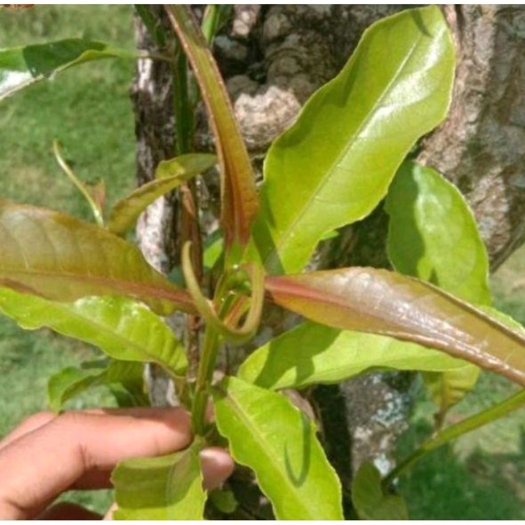 daun putat segar/lalapan khas urang sunda 250gram