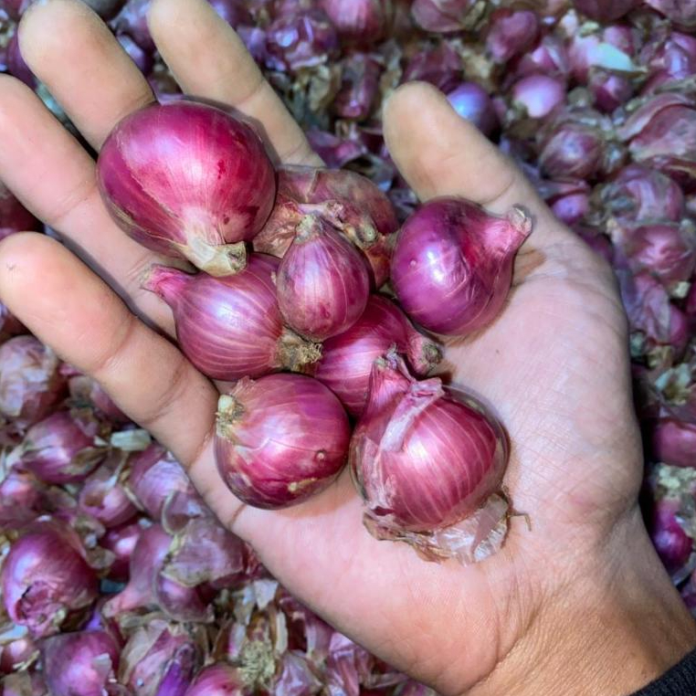 Bawang Merah Super 1Kg Gr Fresh bawang Merah Sumenep Dan Bali Karet