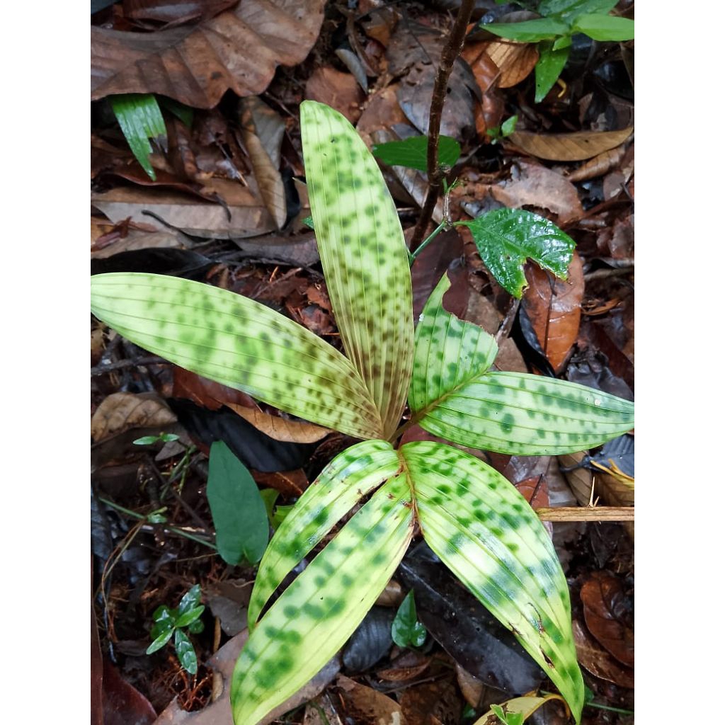 licuala mapu / tanaman hias / pinanga borneo