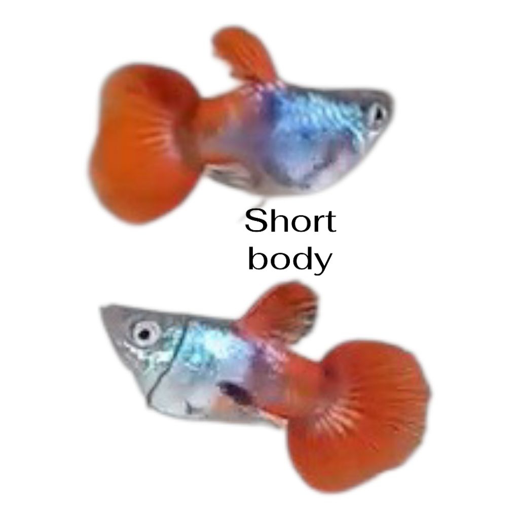 Guppy PRT short body ballon/pasang