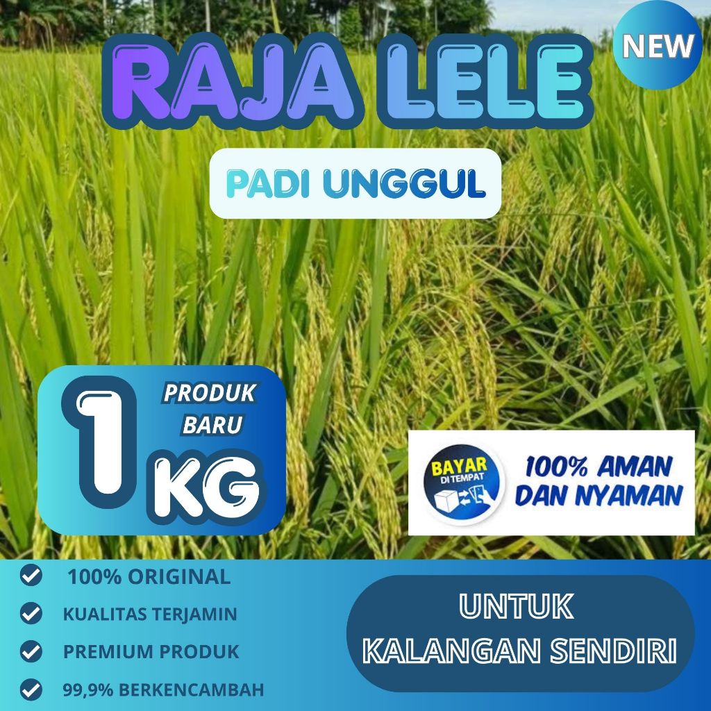 Padi Rojolele / Padi Rojolele / Biji Padi Unggul Rojolele / Kemasan 1 Kilogram