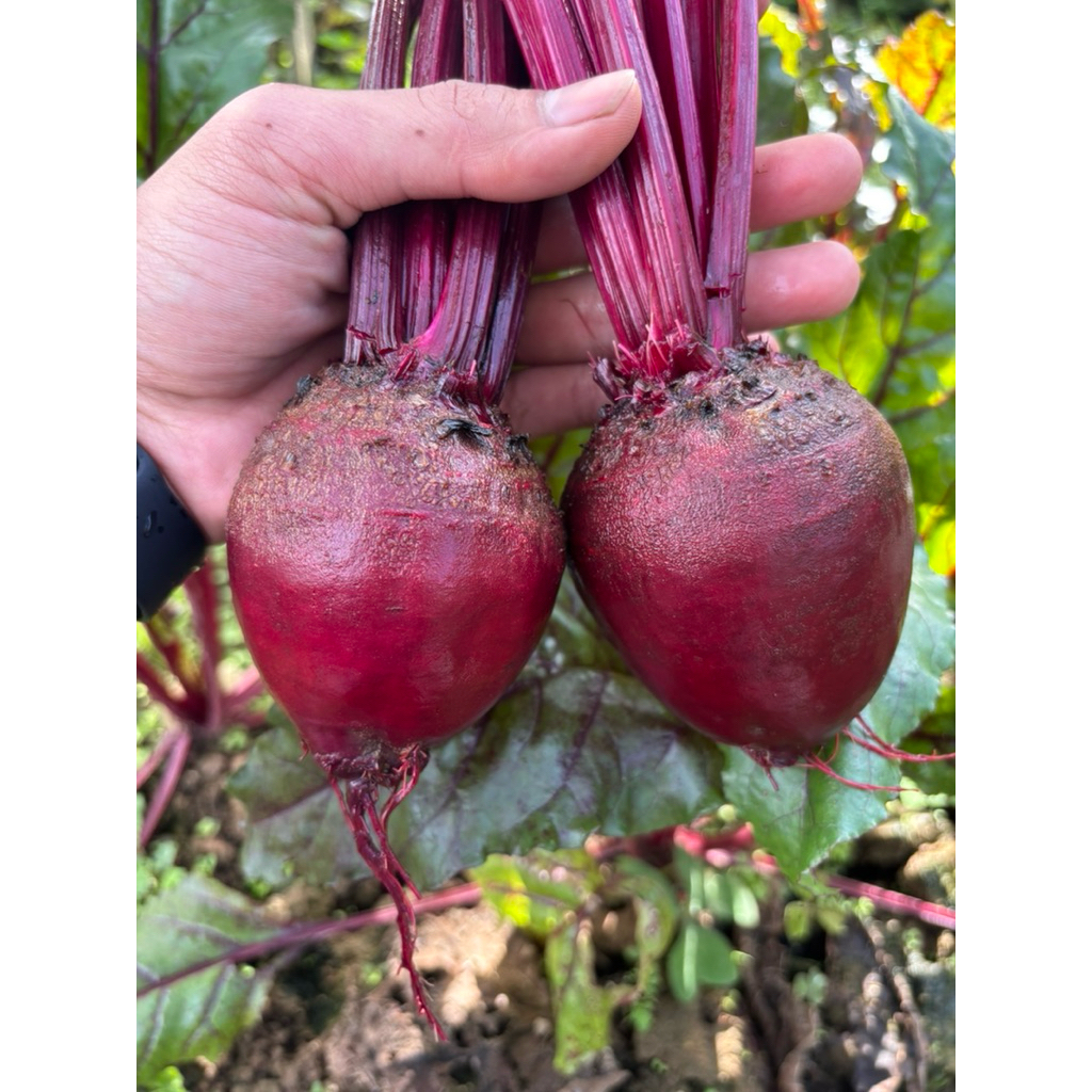 Bit root/Buah Bit segar 1kg dari bandung