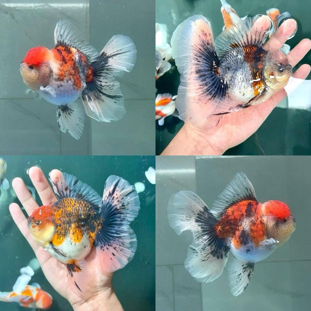 [Chan Aquatic] Ikan Hias Koki Oranda Calico Rosetail Size M 7-9cm