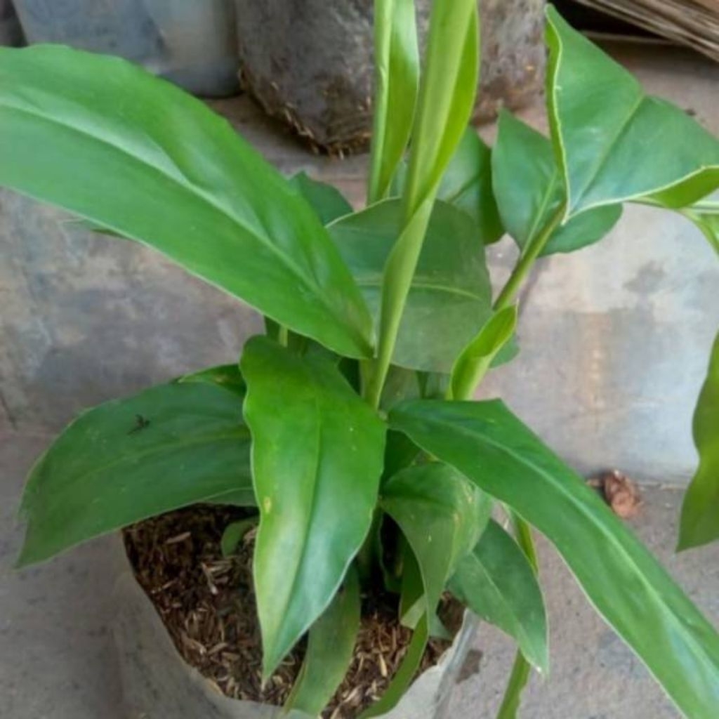 tanaman lengkuas