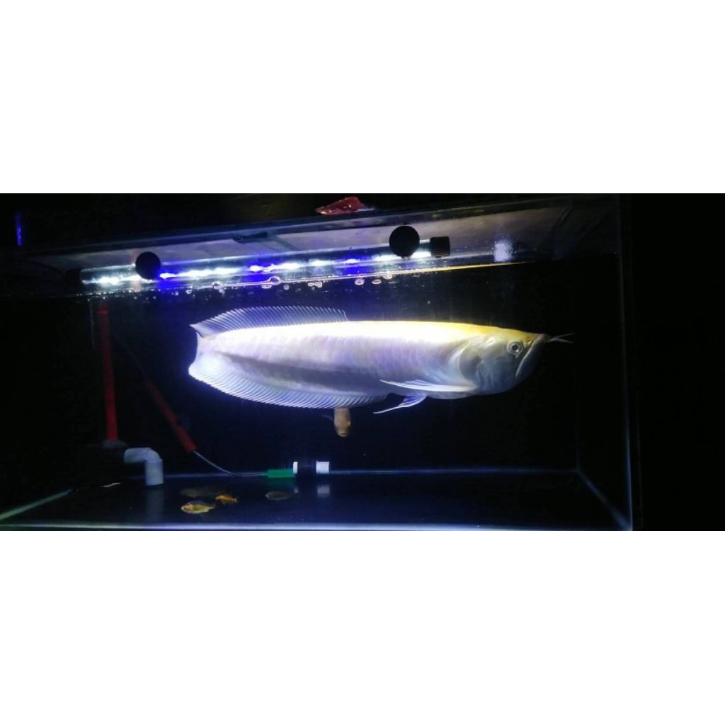 Arwana Silver Albino 40-45cm