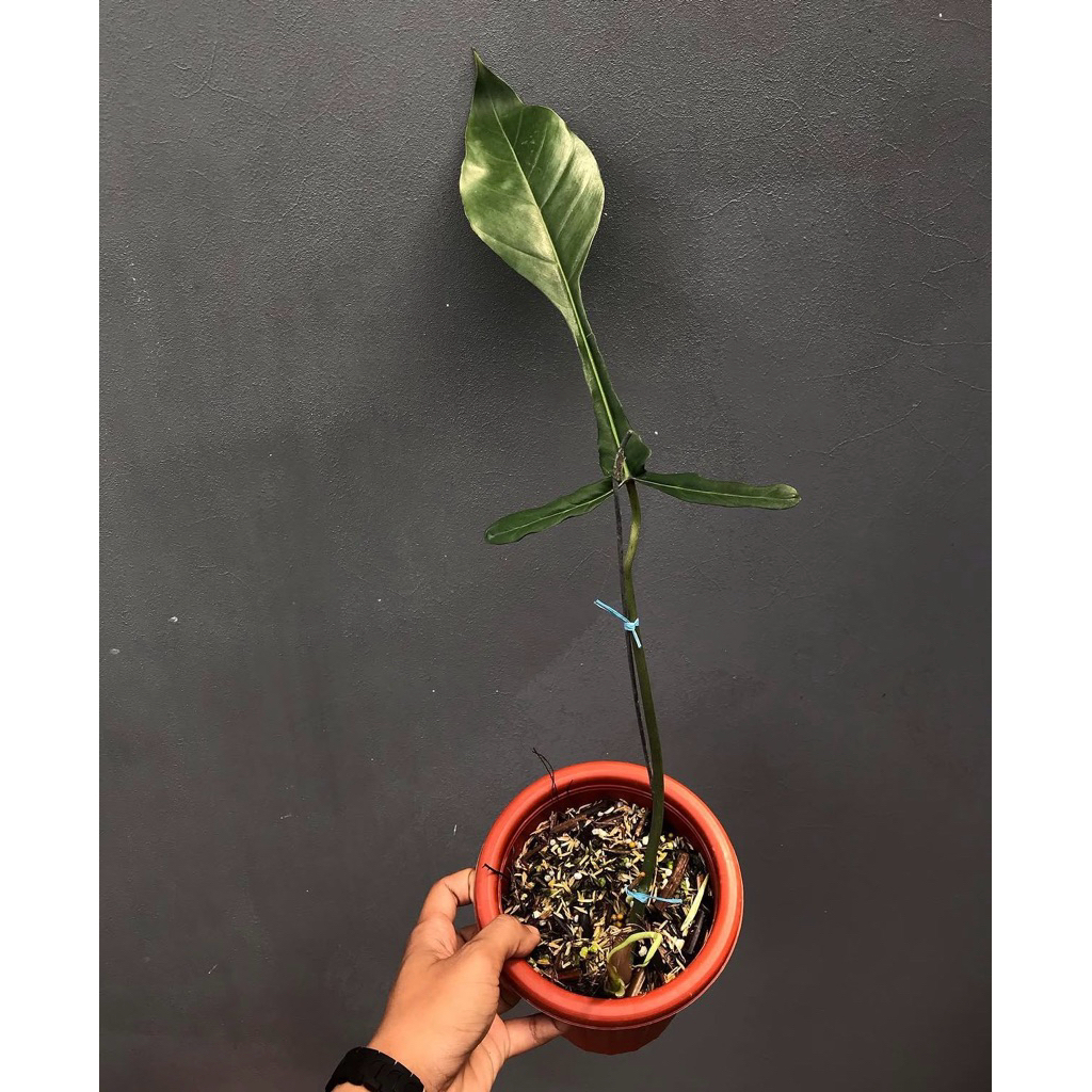 philodendron joepii 1daun
