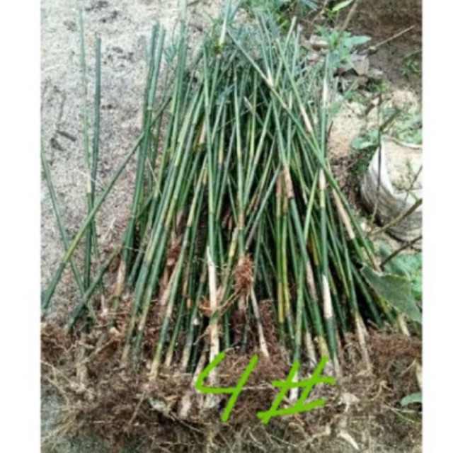 bambu jepang tanaman hias
