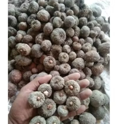 bibit umbi Porang 1 kg isi 10-30 bibit