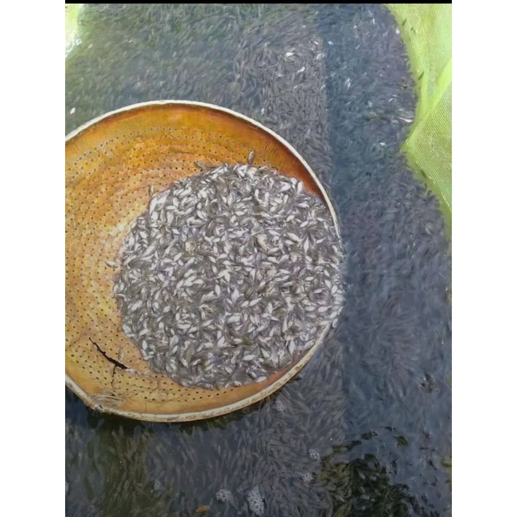 bibit ikan larva nila ukuran 0-6 -1hitam nirwana.. GIF..Gesit .isi 400 ekor