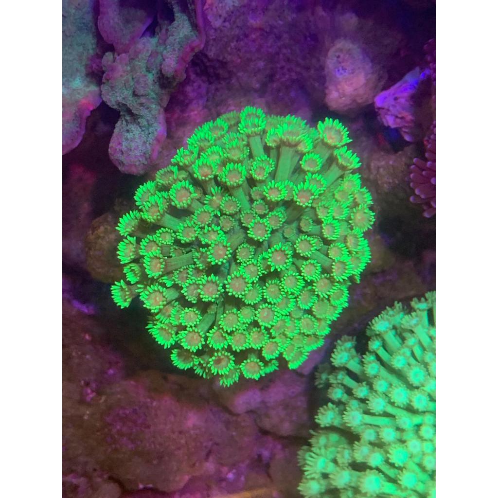 Genio / Gonio Makassar / Goniopora Hijau tip Merah