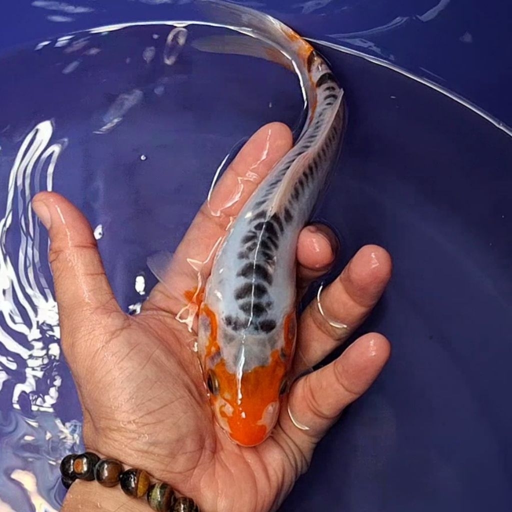Ikan Koi Blitar Jenis Shusui / Rumah Koi Jakarta / kode 008