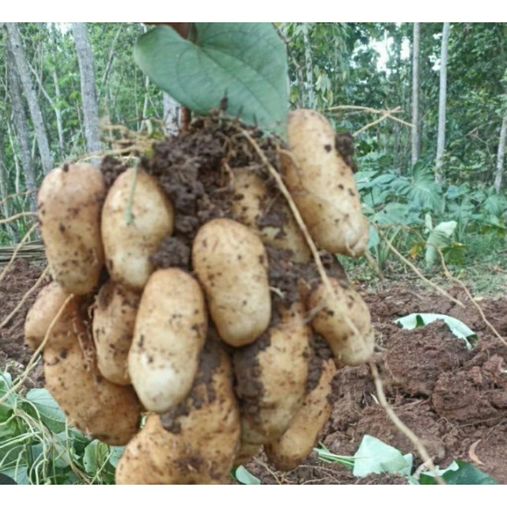 GEMBILI / UMBI GEMBILI 1 KG SIAP REBUS