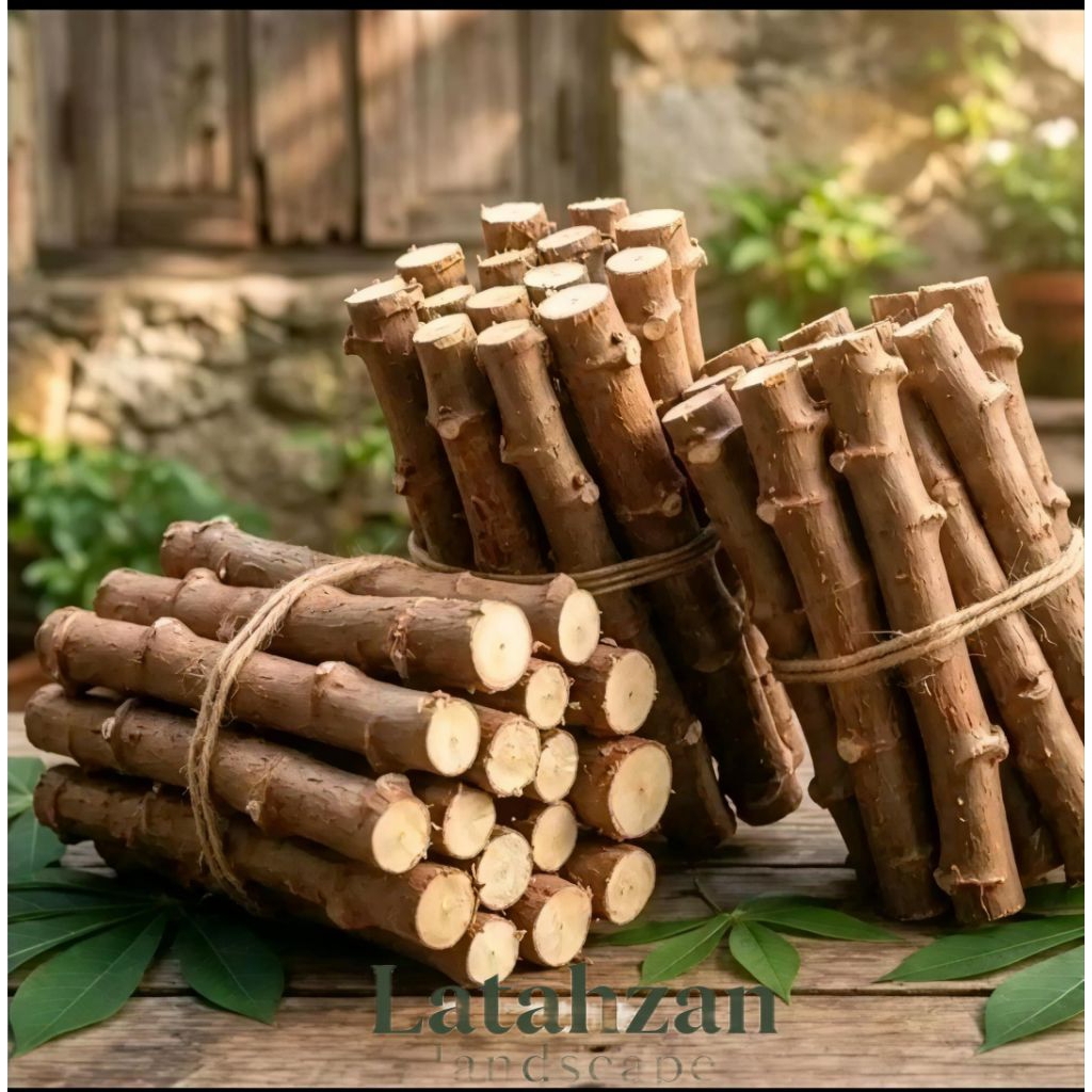 Bibit Singkong Mentega Thailand Siap Tanam - Praktis, Tahan Cuaca, Siap Panen