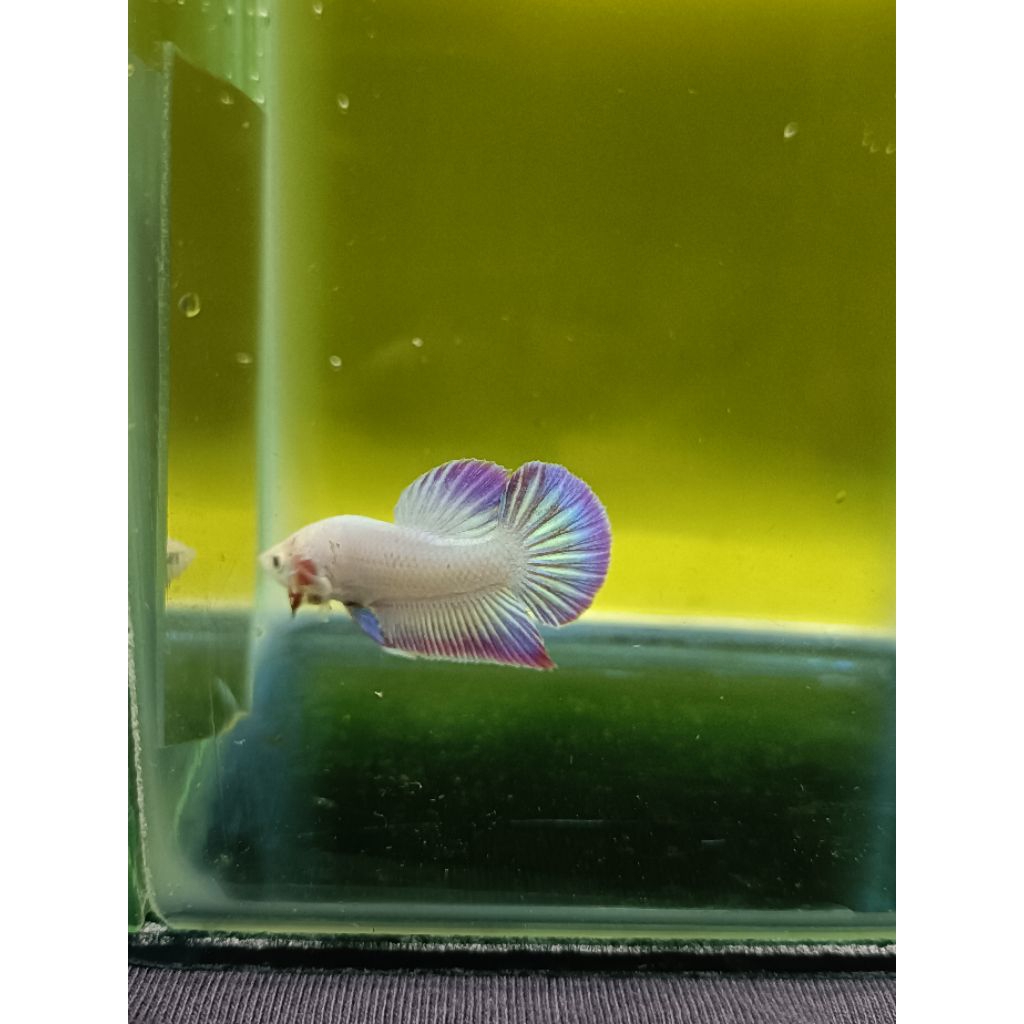 Ikan Cupang Hollow Series - Size M - Koleksi Kontes & Hiasan Aquarium